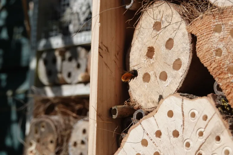 Polinizadores silenciosos: por qué las abejas solitarias merecen un lugar prioritario en tu huerta levantina