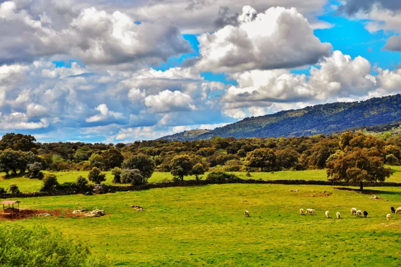 Animales al servicio de la tierra: integración ganadera regenerativa en la huerta ecológica levantina