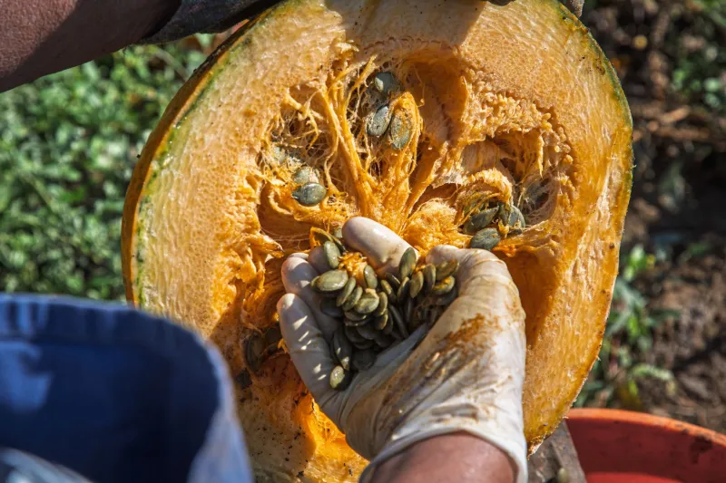 Raíces que resurgen: arqueología agrícola y el retorno de los cultivos perdidos del Levante a la huerta ecológica