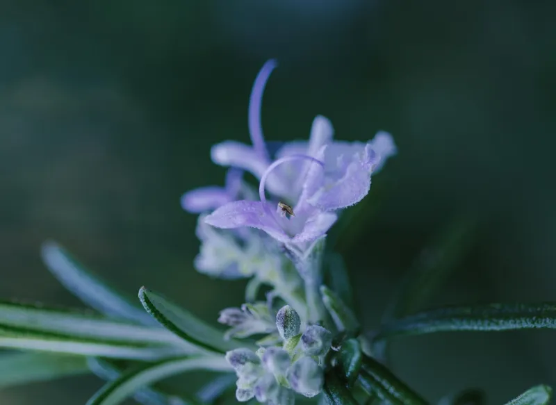 El botiquín de la huerta: cómo preparar defensivos naturales con aromáticas del Levante