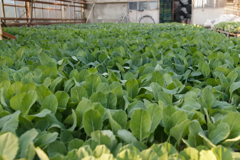 Suelo vivo bajo cubierta: cómo las plantas tapizantes convierten tu parcela levantina en un sistema de fertilidad permanente