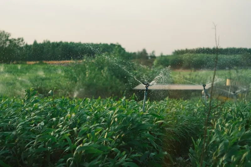 La fuente que nutre tu huerta: guía para evaluar y gestionar el agua en la agricultura ecológica del Levante