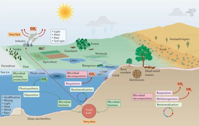 La revolución invisible: cómo los microorganismos del suelo transforman tus parcelas ecológicas en el Levante