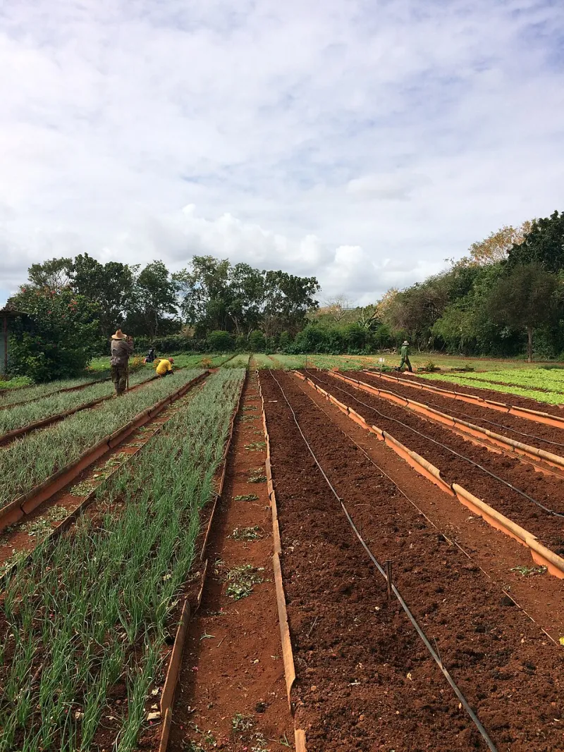 Cada gota cuenta: estrategias de riego eficiente para la huerta ecológica levantina